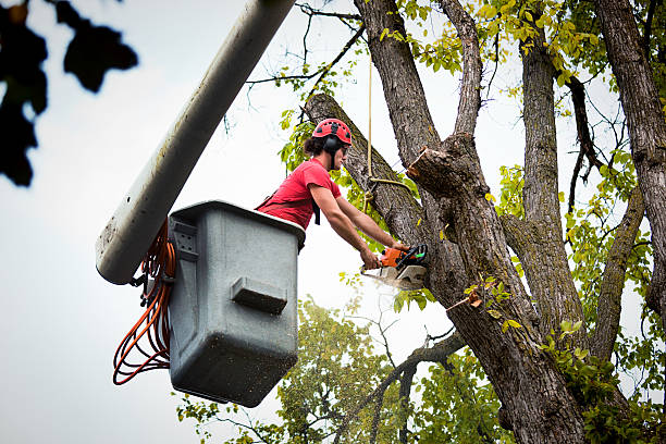 Willits, CA Tree Removal and Landscaping Services Company